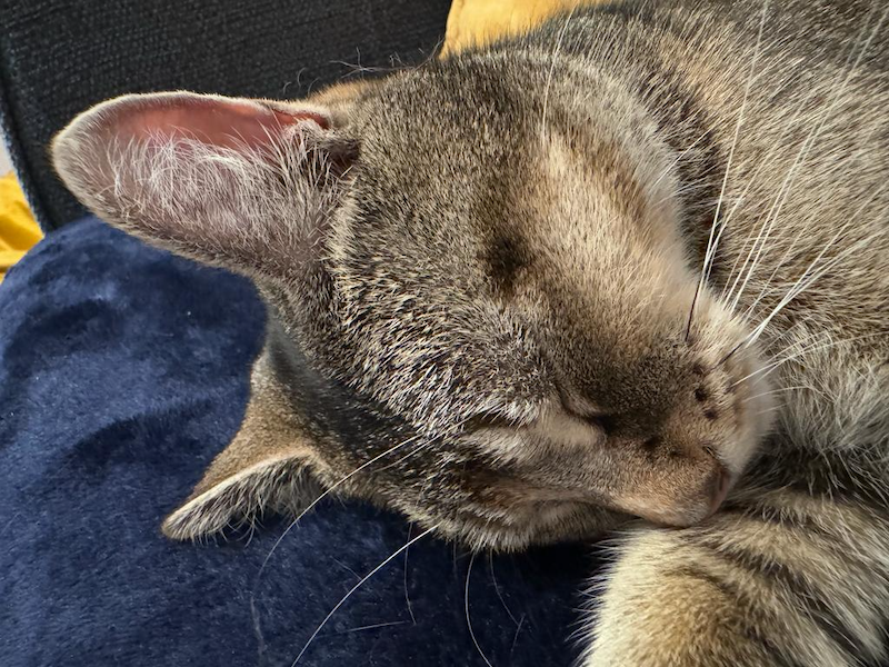My sleeping cat